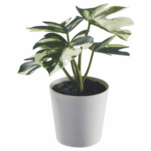 IKEA - FEJKA (Monstera) - 805.932.05