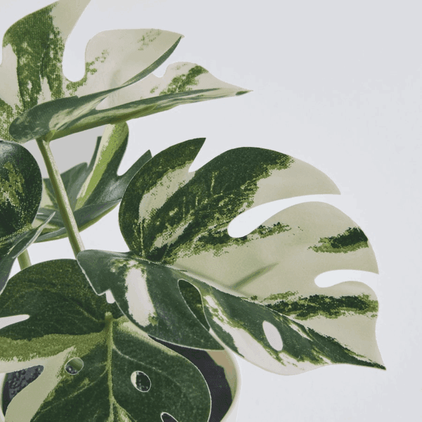 ikea fejka (monstera) 805.932.05