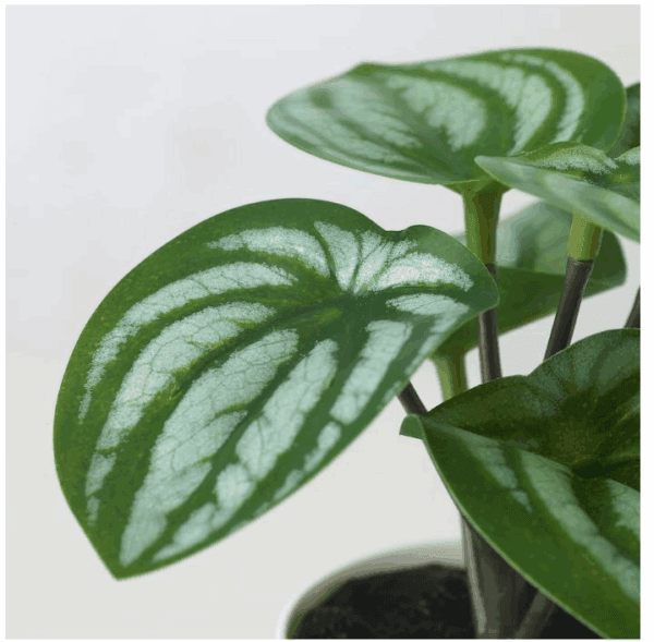 ikea biophilia set artificial potted plants (305.596.47)