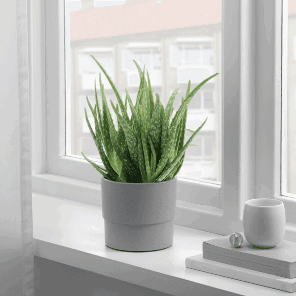 ikea decorative flower pots (803.956.15)