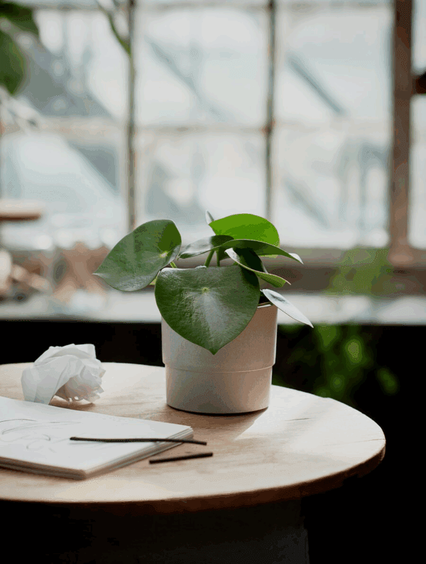 ikea decorative flower pots (803.956.15)