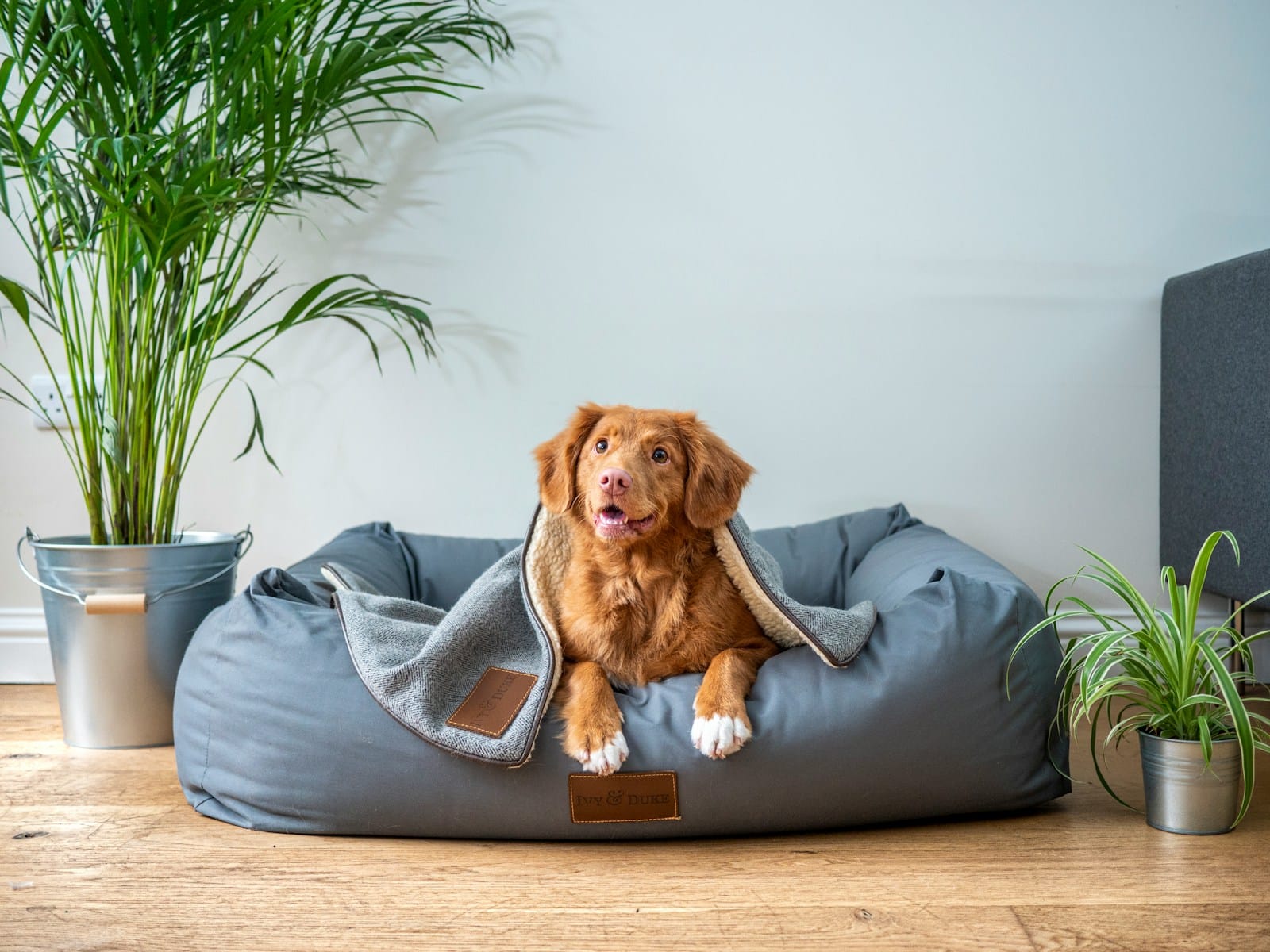 Pet Care