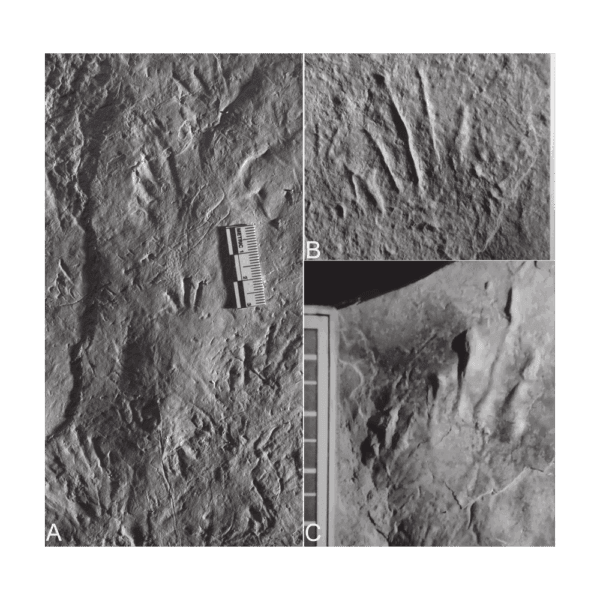 pvc skin rock (20490500801)