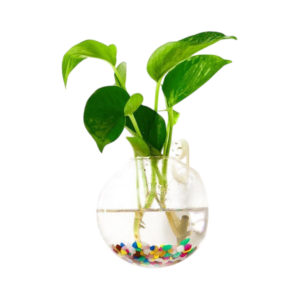 terrarium wall glass wall pots